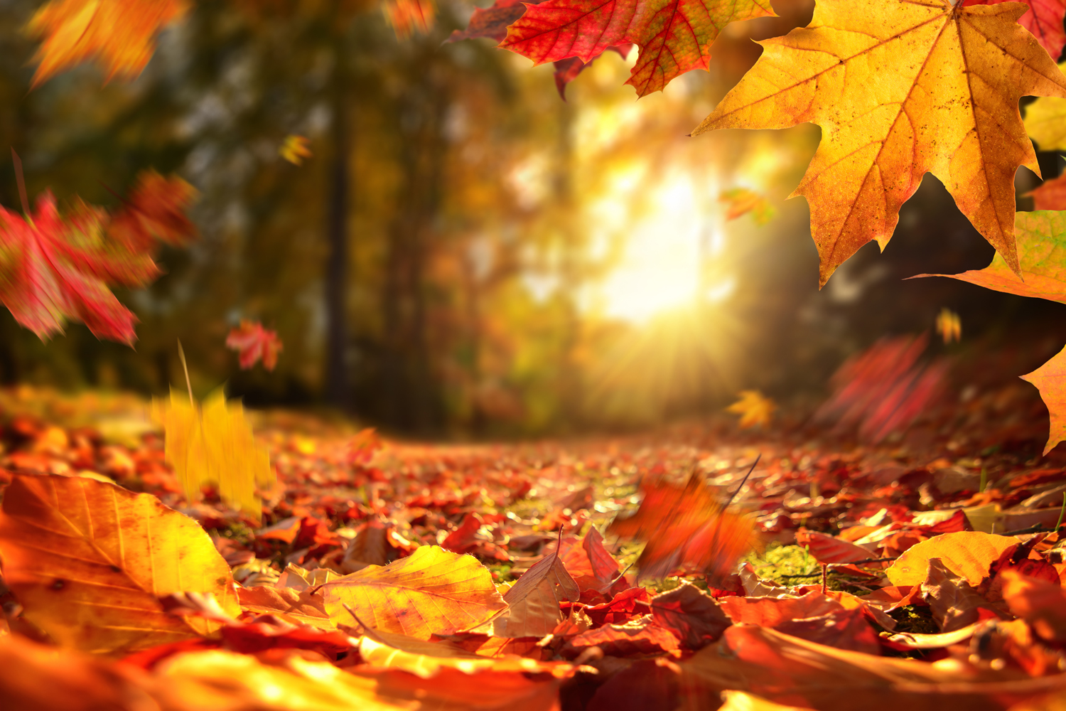 Der Herbst kommt: Erkältungskrankheiten natürlich vorbeugen
